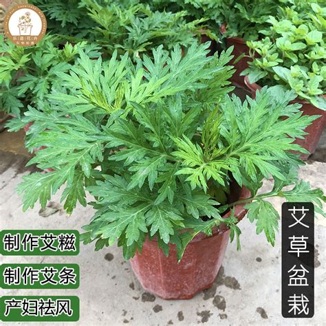 艾草風水|艾草盆栽風水妙用